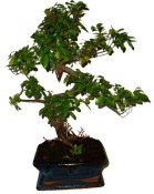 Pokojová bonsaj Carmona microphylla - čaj fuki 1134