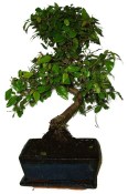 Pokojová bonsaj Carmona microphylla - čaj fuki 1135