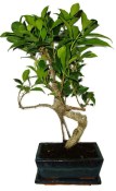 Ficus retusa - fíkovník - bonsai 1136