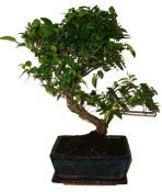 Pokojová bonsai - Sagerethia thea 1137