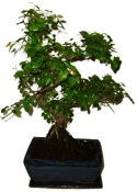 Pokojová bonsai - Sagerethia thea 1138