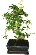 Pokojová bonsaj Carmona microphylla - čaj fuki 1139