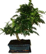 Caragona spinosa - čínský pepř 113kwe - bonsai