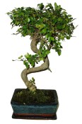 Zelkova 113 - pokojové bonsaje 