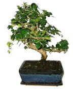 Pokojová bonsaj Carmona microphylla - čaj fuki 720