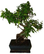 Pokojová bonsai - Sagerethia thea 1140