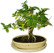 Kozlovoň - Premna - RARITA 1142