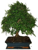 Zelkova 1143 - pokojové bonsaje 