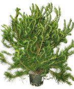 Bonsai Pinus halepensis 1144
