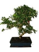 Pokojová bonsaj Carmona microphylla - čaj fuki 1146