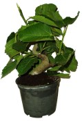 Ficus carica - fíkovník plodící fíky 1148