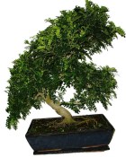 Caragona spinosa - čínský pepř 1149 - bonsai