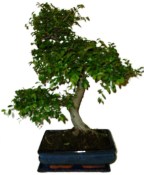 Zelkova 114kwe - pokojové bonsaje 