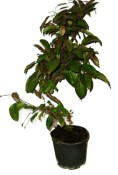 Malus - Třešňoplodá jabloň 1150