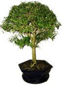 Serissa foetida - strom tísíce hvězd 1152