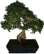 Zelkova 1153 - pokojové bonsaje 