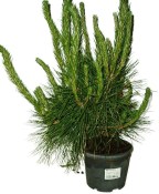 Pinus thunbergi 1155 - venkovní bonsaje