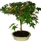 Acer palmatum - Javor dlanitolistý 1158