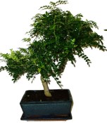 Caragona spinosa - čínský pepř 115kwe - bonsai