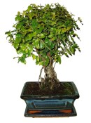 Pokojová bonsai - Sagerethia thea 115