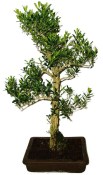 Buxus harlandi - korkový buxus -  1161