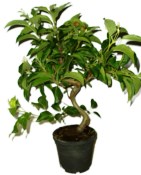 Malus - Třešňoplodá jabloň 1163