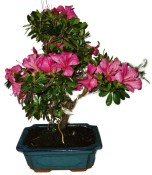 Venkovní bonsaje - Azalka - Rhododendron 1165