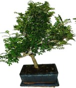 Caragona spinosa - čínský pepř 116kwe - bonsai