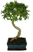 Zelkova 116 - pokojové bonsaje 