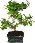 Pokojová bonsai - Sagerethia thea 393