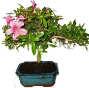 Venkovní bonsaje - Azalka - Rhododendron 1171