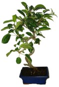 Malus - Třešňoplodá jabloň 1173