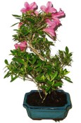Venkovní bonsaje - Azalka - Rhododendron 1174