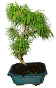 Pseudolarix 1177