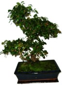 Pokojová bonsai - Sagerethia thea 1179