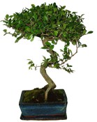 Zelkova 117 - pokojové bonsaje 