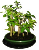 Acerola - Mapighia - tropická barbadosská třešeň 1180