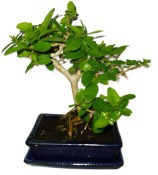 Kozlovoň - Premna - RARITA 1181