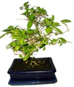 Kozlovoň - Premna - RARITA 1182