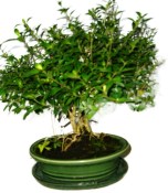 Serissa foetida - strom tísíce hvězd 1183