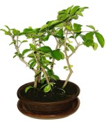 Acerola - Mapighia - tropická barbadosská třešeň 1184