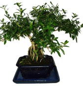 Serissa foetida - strom tísíce hvězd 1185