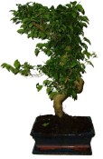 Ligustrum chinensis ptačí zob 1187