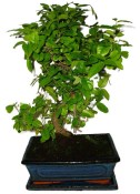 Pokojová bonsai - Sagerethia thea 1189