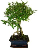Serissa foetida - strom tísíce hvězd 118kwe