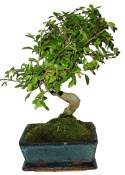 Zelkova 118 - pokojové bonsaje 