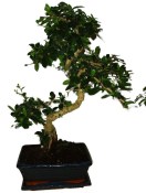 Pokojová bonsaj Carmona microphylla - čaj fuki 1190