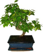 Pokojová bonsai - Sagerethia thea 1191