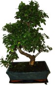 Pokojová bonsai - Sagerethia thea 1193