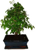 Pokojová bonsai - Sagerethia thea 1194
